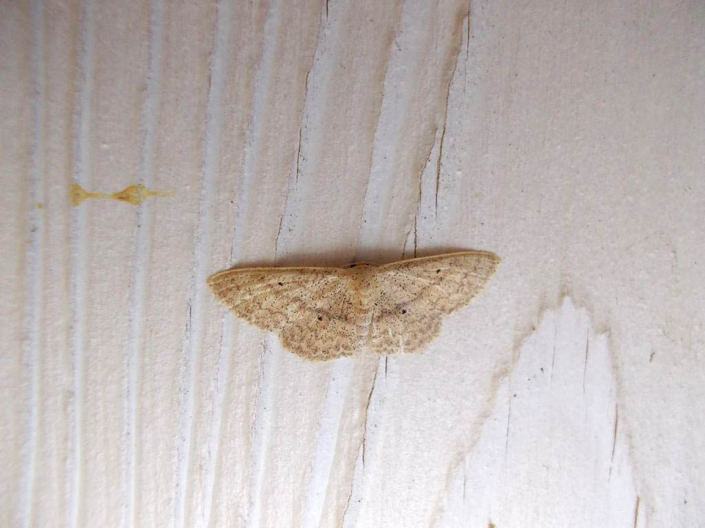 Scopula nigropunctata? No,. Scopula minorata